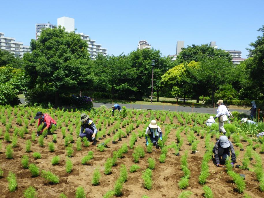 大島小松川公園ガーデンボランティア