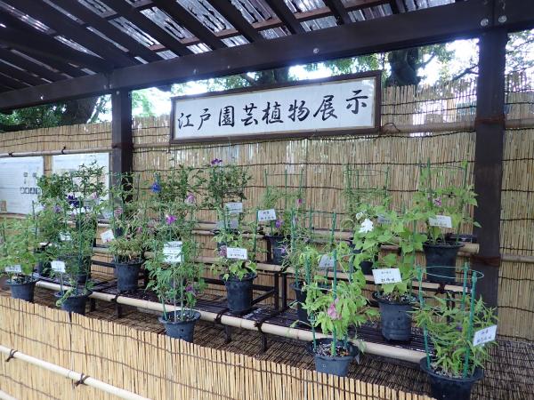 あさがお展
