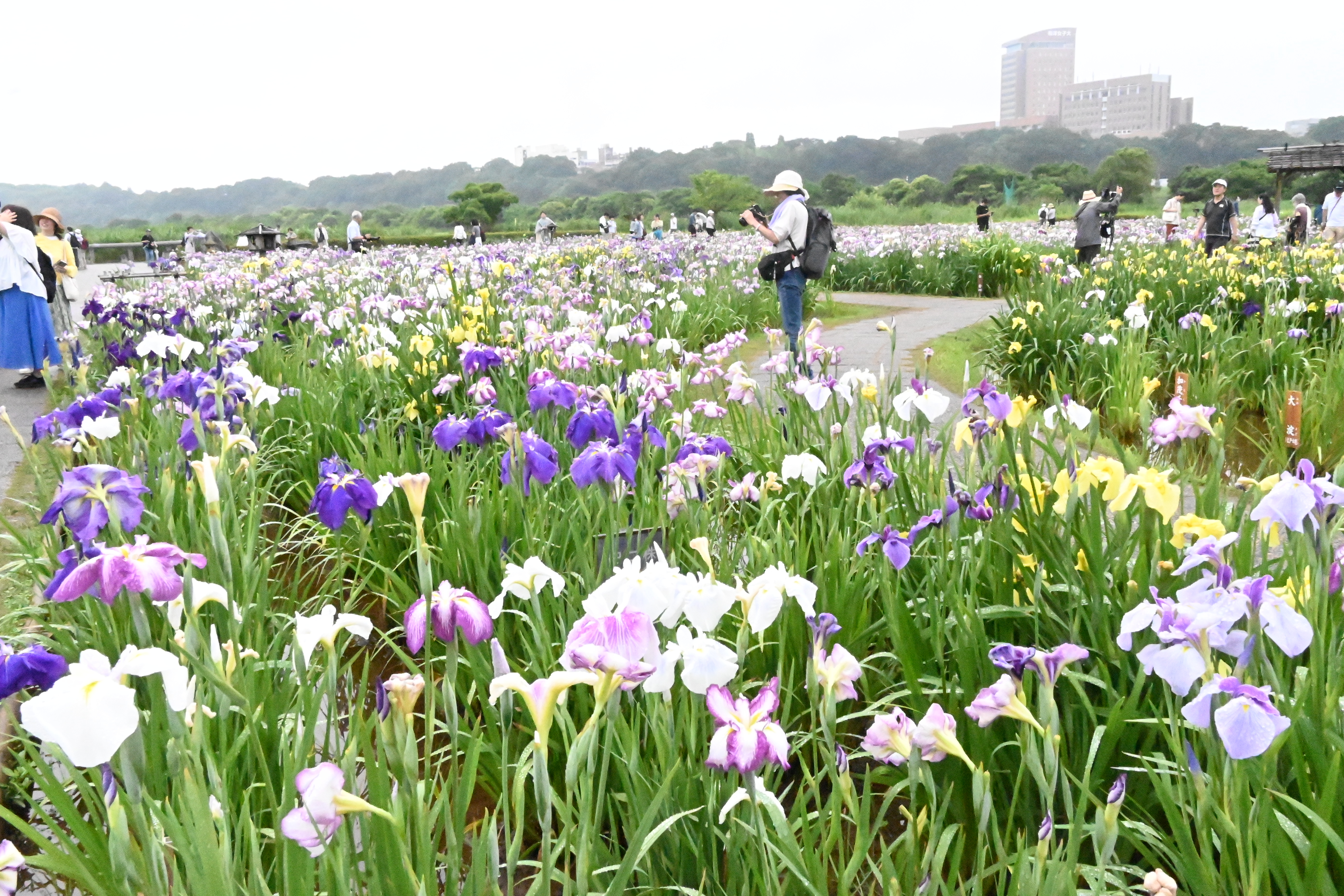 お花が一面に咲いている