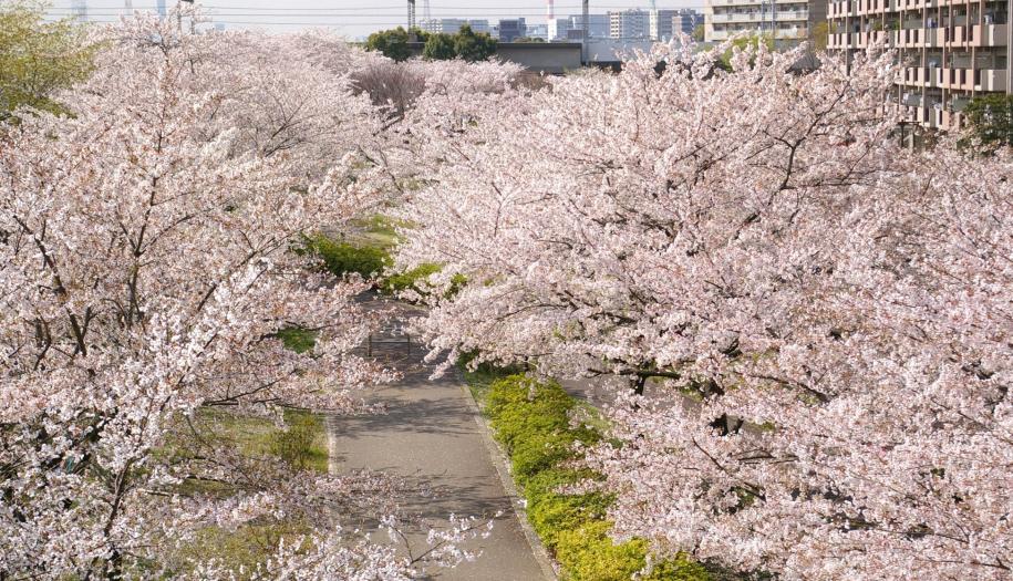 小松川千本桜並木の上からの写真