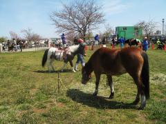 ポニーの乗馬場の様子