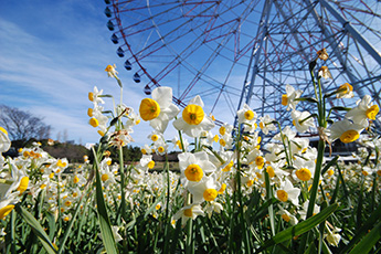 花と観覧車