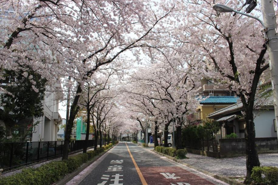 新堀小学校沿い桜並木