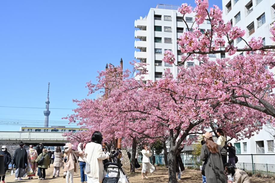 旧中川河川敷カワヅザクラ