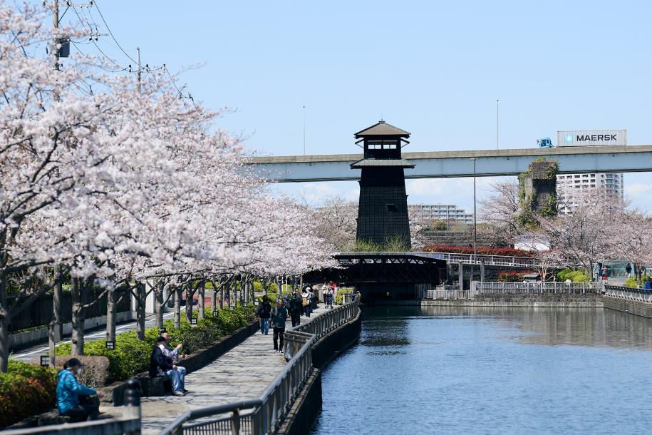 新川千本桜
