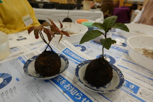 苔玉づくり講座