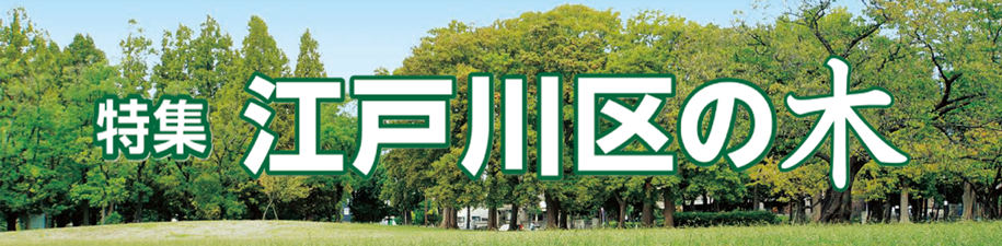特集 江戸川区の木