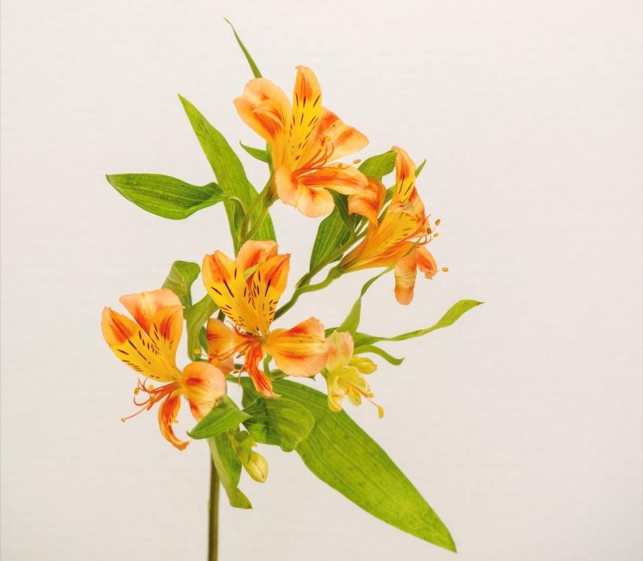 アルストロメリア