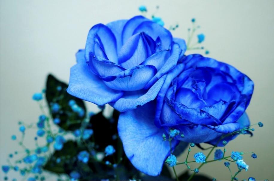 青いバラ