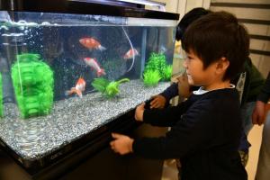 金魚展示