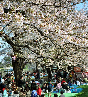 写真　江戸川水門付近の満開の桜の様子