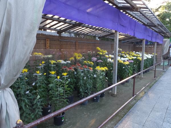 影向菊花大会作品の写真