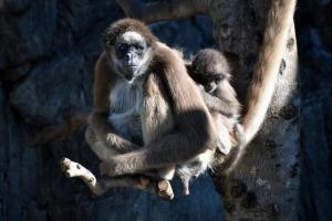 ブラウンケナガクモザル