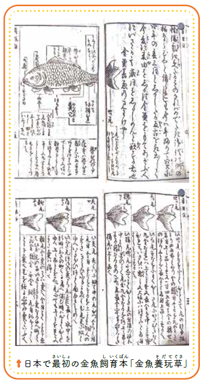 『金魚養玩草』の1ページ