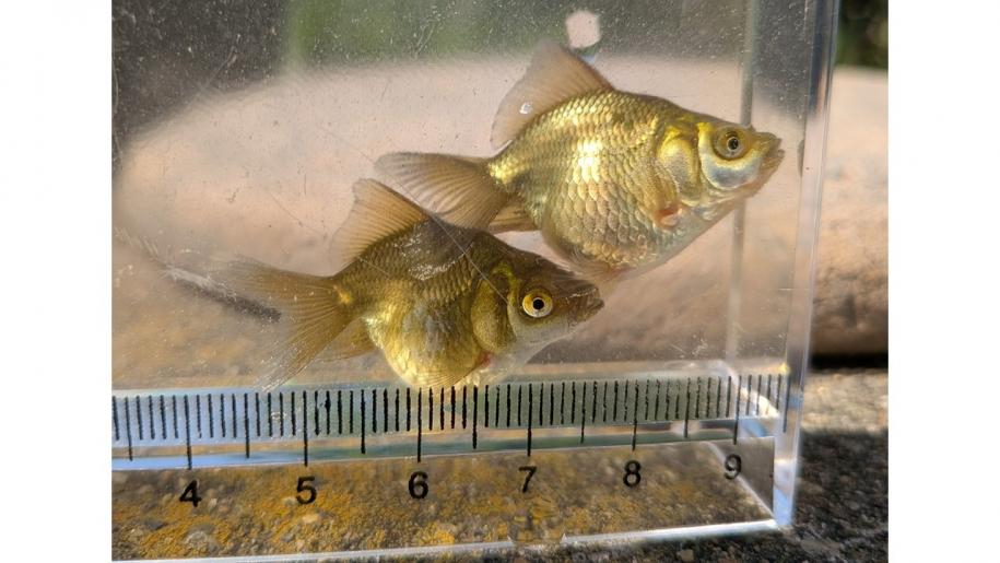 生後1か月後の金魚