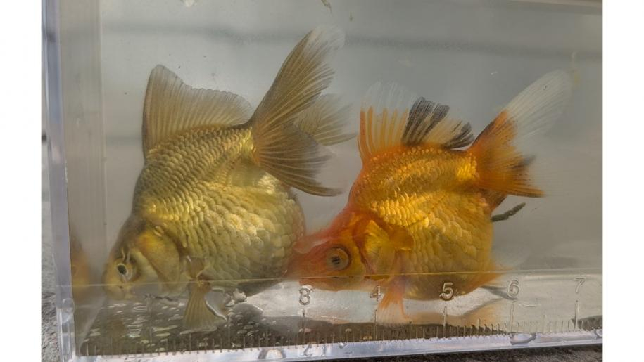生後2か月後の金魚