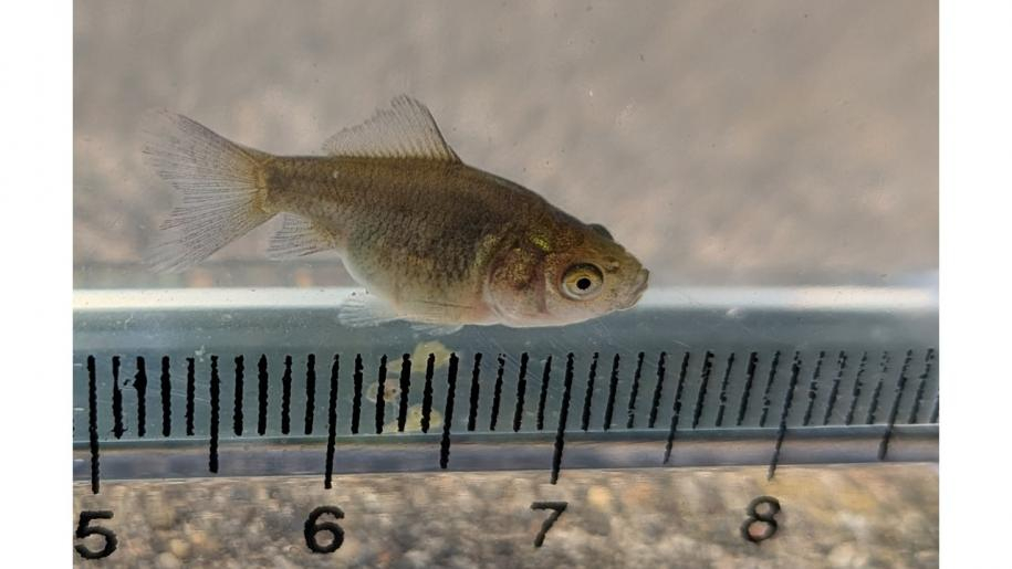 生後22日の金魚