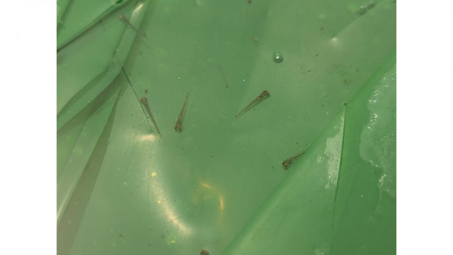金魚の赤ちゃんが産卵床にくっついているところ