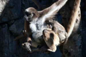 ブラウンケナガクモザル1