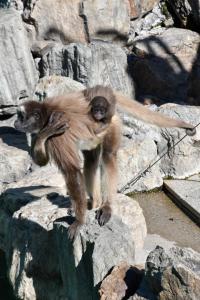 ブラウンケナガクモザル2