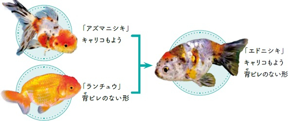 金魚の交配の説明の画像。画像内に、テキストと同じ内容が書いてある。