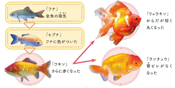 金魚の突然変異の説明の画像。画像内にテキストと同じ内容が書いてある。