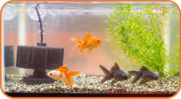 金魚が泳いでいる水槽の画像。きれいな水に、エアーポンプと砂利が設置されている。