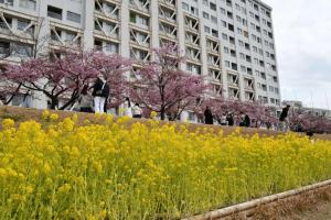 カワヅザクラと菜の花