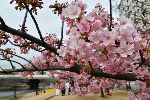 見ごろを迎えたカワヅザクラ