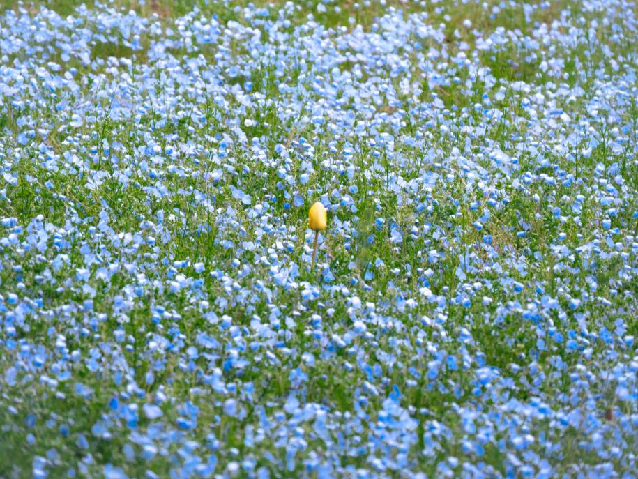 江戸川区の自然賞