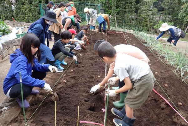 サトイモの植え付け