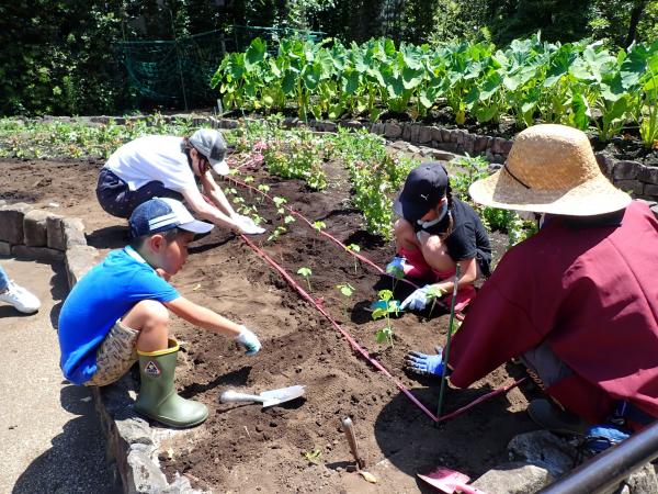 夏野菜の植え付け
