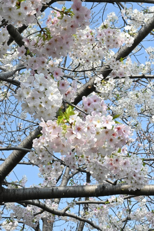 満開の桜