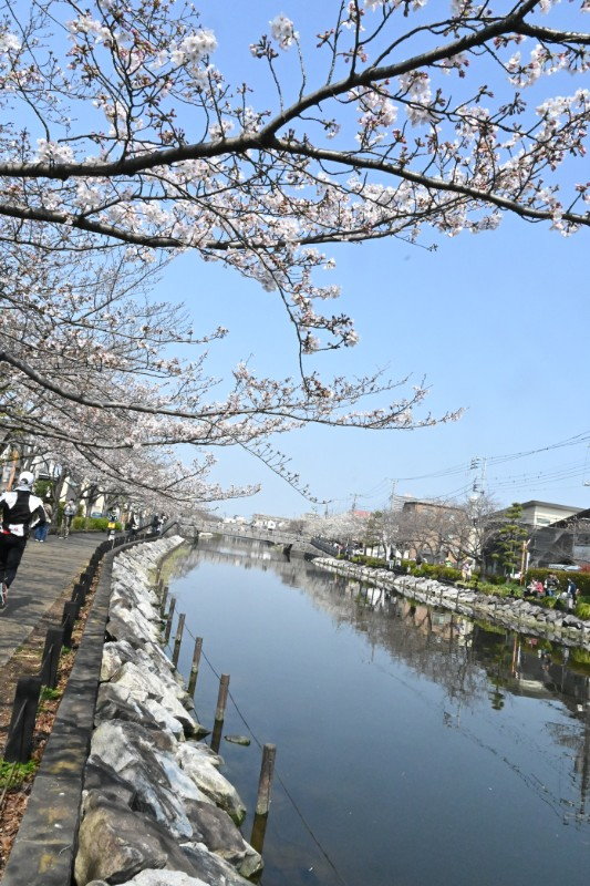 川沿いに咲く桜