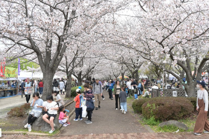 小松川千本桜まつりの出店と食事する人々