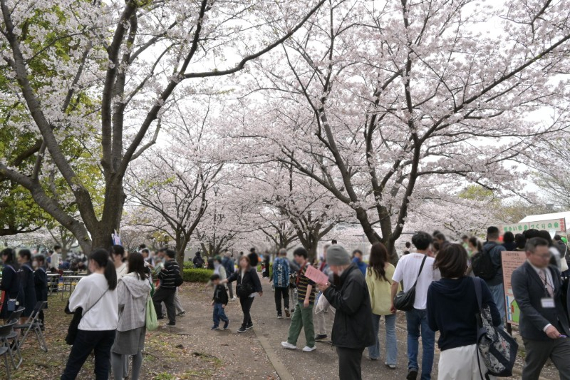 小松川千本桜まつりに集まった人々