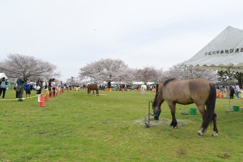 小松川千本桜まつりの会場