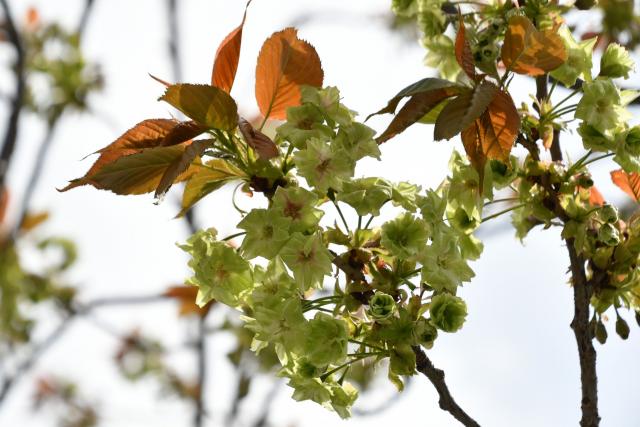 見ごろが近づく御衣黄