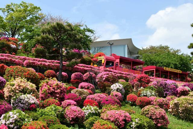 見ごろが近づくなぎさ公園のツツジと公園内を走るパノラマシャトル