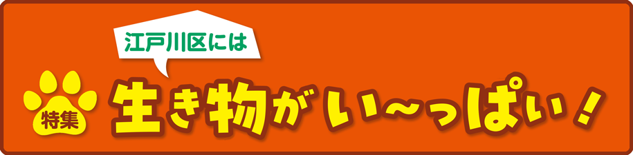 特集　江戸川区には 生き物がい～っぱい！