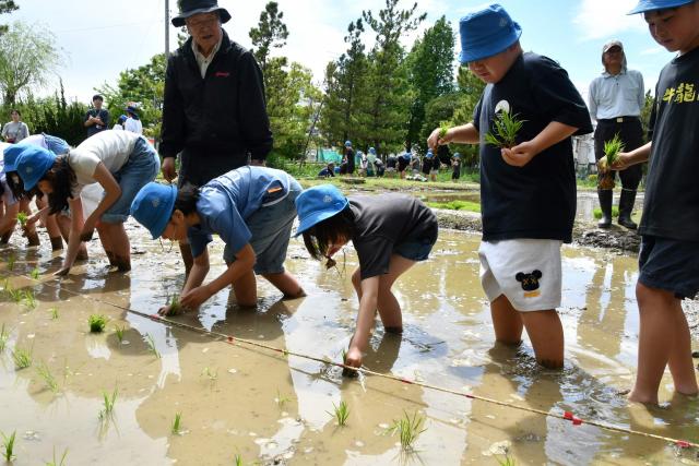 田植え体験の様子