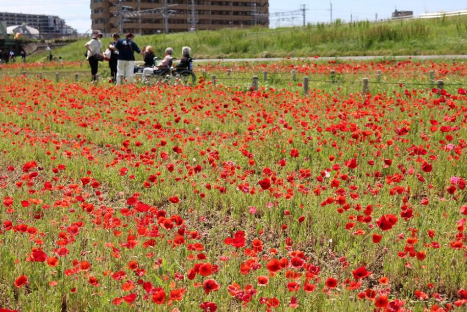 平井運動公園内の花壇一面に咲く約18万本の「ポピー」
