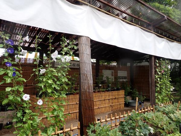 あさがお展