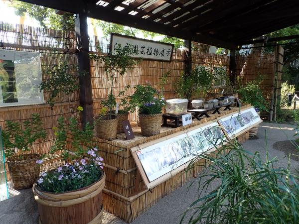 鳴く虫展
