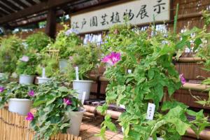 あさがお展