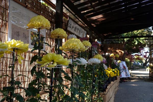 菊花展