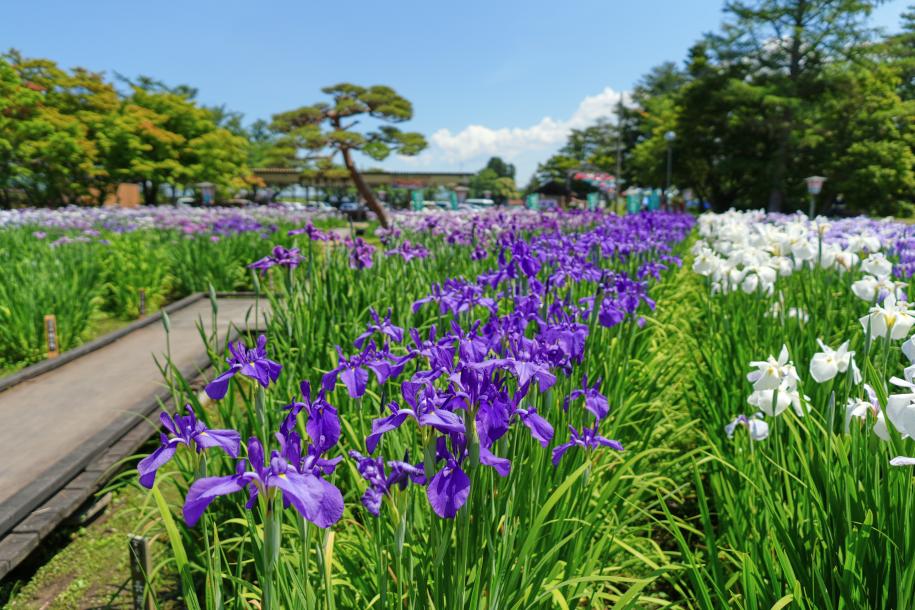 あやめ公園