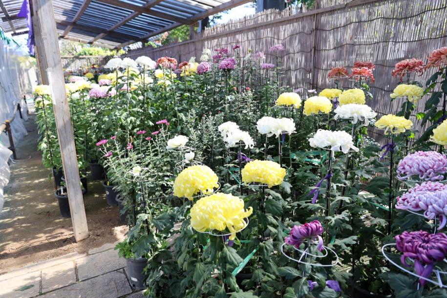 菊花