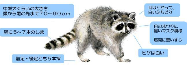 アライグマ特徴画像