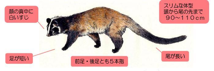 ハクビシン特徴画像